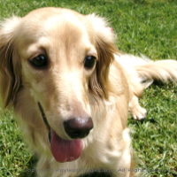 ペットの散歩やお買いもの代行など