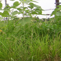 草刈り・害虫駆除など